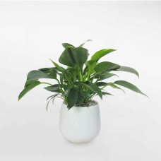 Cây trầu bà đế vương xanh ‘Imperial Green’ chậu sứ