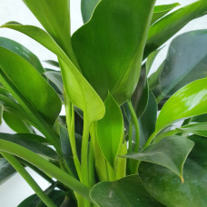 Cây trầu bà đế vương xanh ‘Imperial Green’ chậu sứ