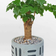 Cây hạnh phúc một thân cổ thụ để bàn chậu sứ