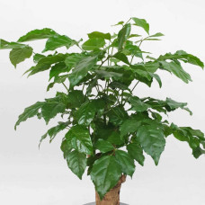 Cây hạnh phúc một thân cổ thụ để bàn chậu sứ