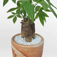 Cây kim ngân 3 thân để bàn chậu