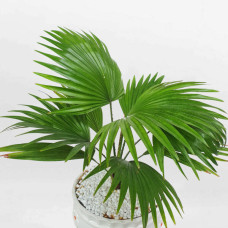Cây cọ lá xẻ mini để bàn chậu sứ hoa văn