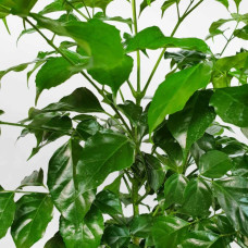 Cây hạnh phúc để sàn 2 tầng lớn chậu đá mài