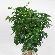 Cây hạnh phúc để sàn chậu sứ