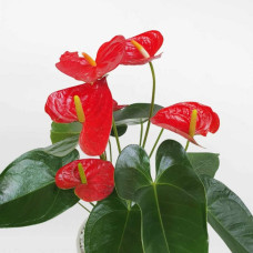 Cây hồng môn cỡ nhỏ chậu sứ trắng