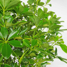Cây ngũ gia bì để sàn chậu trụ tròn đá mài