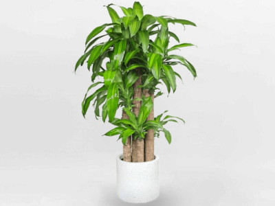 Cây phát tài bộ 5 – Cây thiết mộc lan